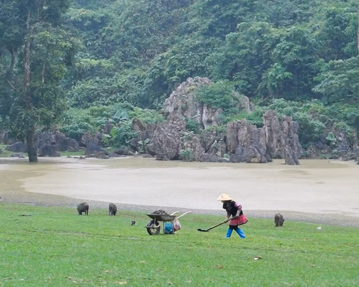 Người dân dọn dẹp vệ sinh, thu gom chất thải của gia súc, gia cầm ở Hang Táu.