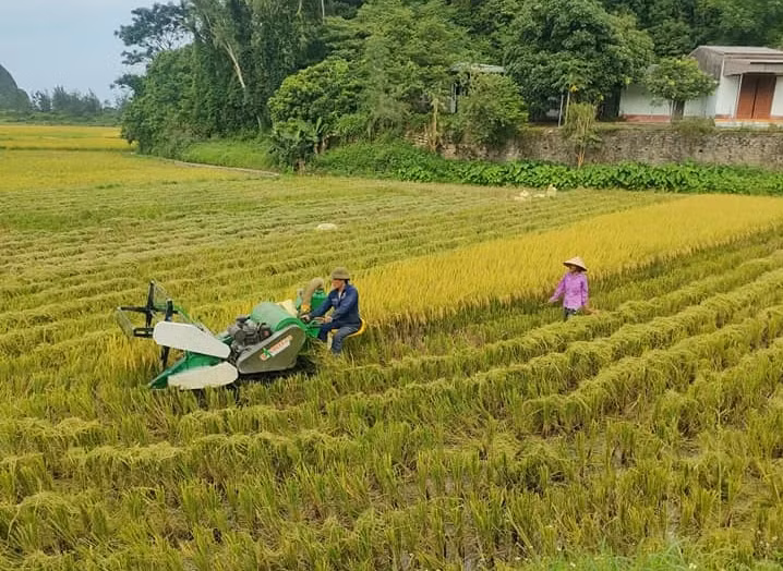 Nông dân Tổ hội nông nghiệp xóm Cầu Mị (thị trấn Cô Tô, huyện Cô Tô) thu hoạch lúa chiêm xuân. Ảnh: HND Cô Tô.