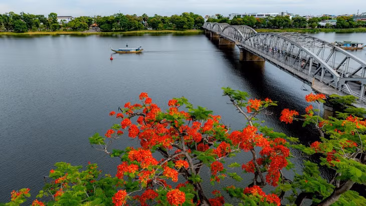 Ở thành phố Huế, cây phượng vĩ bên cầu Trường Tiền dường như đã trở thành đề tài sáng tác bất tận của các nhiếp ảnh gia. Sáng sớm, rất đông du khách và người dân địa phương đổ về sông Hương hóng mát, chụp hình, rảo bước dưới tán hoa phượng vĩ. Ảnh: Hoàng Lê