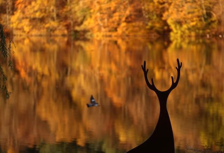 Bức tượng một con nai in bóng trên những chiếc lá mùa thu phản chiếu trên hồ Loch Faskally ở Pitlochry, Scotland, ngày 3/11. (Ảnh: REUTERS)