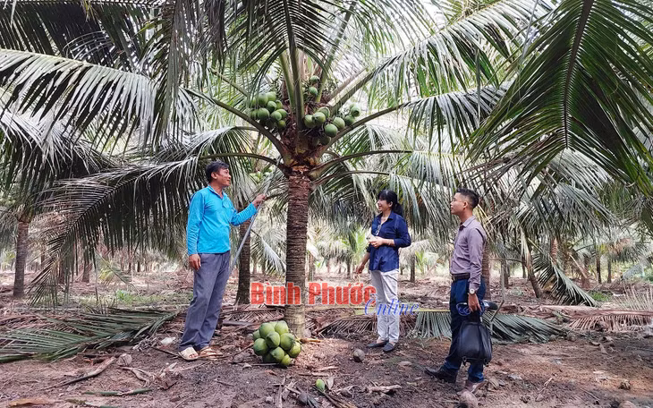 Bà Nguyễn Thị Hậu, Chủ tịch Hội Nông dân thị xã Chơn Thành thăm mô hình dừa Indonesia của gia đình anh Lập