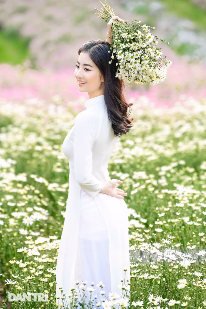 Anh Trương Thế Hùng (chủ vườn Thảo nguyên hoa Long Biên) cho biết: "Do nhà vườn đã có kinh nghiệm nhiều năm trồng cúc họa mi, nên đã nắm được tập tính, chính vì vậy năm nay hoa nở trước khoảng gần một tháng. Cúc họa mi đợt này rất khỏe cho ra cánh hoa dầy, bông to, có thể nói là được mùa hoa".