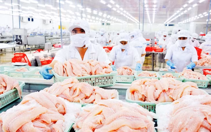 Chế biến cá tra tại doanh nghiệp IDI, Tập đoàn Sao Mai. (Ảnh LÊ HOÀNG VŨ)