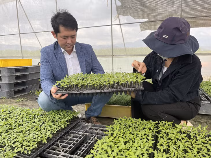 Công ty TNHH Han Nông chuẩn bị cây ớt giống cung cấp cho người dân tham gia thực hiện mô hình liên kết sản xuất theo chuỗi.