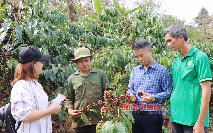 Anh Hoàng Văn Hùng (thứ 2 từ trái sang) phấn khởi vì năm nay, vườn cà phê của gia đình được mùa, được giá