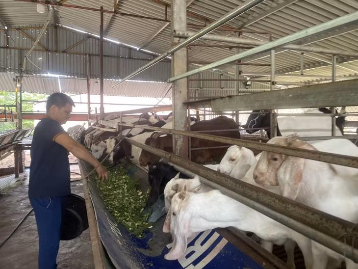 Nuôi dê mang lại hiệu quả kinh tế cao cho gia đình anh Nguyễn Văn Cường (thôn 1, xã Nguyễn Huệ, TX Đông Triều).