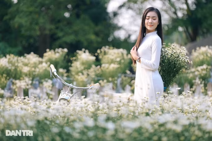 Cúc họa mi là loại hoa dễ trồng, tuy nhiên thời gian nở chỉ khoảng vài tuần. Hoa có màu trắng muốt, nhụy vàng, mang vẻ đẹp vừa hoang dại, vừa lãng mạn, được nhiều người yêu thích.
