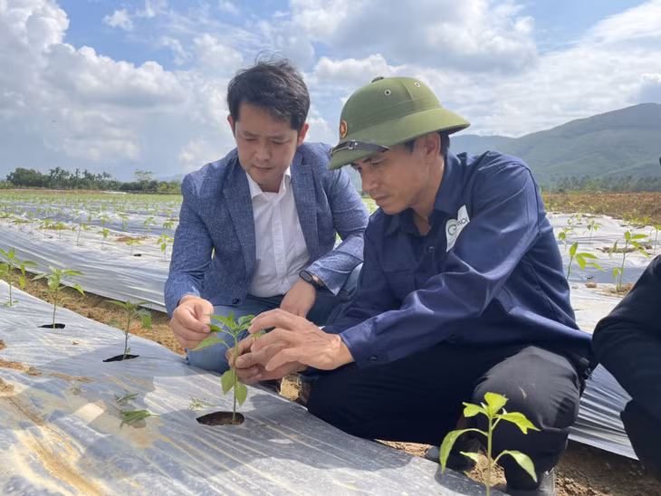 Anh Lê Xuân Liêm (bên phải), thôn Phú Linh, xã Bình Khê, TX Đông Triều chăm sóc cây ớt xanh.