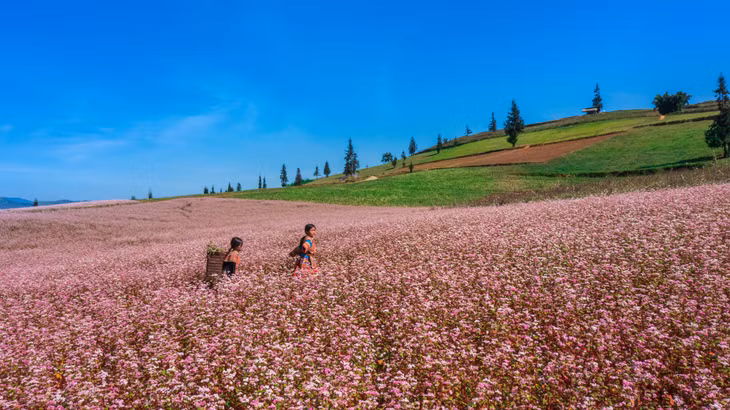 Thời gian gần đây, thảo nguyên Suôi Thầu (Hà Giang) đang là điểm đến thu hút du khách mê xê dịch với khung cảnh nên thơ, được ví von như "thảo nguyên Thụy Sĩ giữa lòng Hà Giang". Nơi đây nằm cách thị trấn Cốc Pài, huyện Xín Mần, tỉnh Hà Giang khoảng 5 km và ở độ cao trên 1.200 m so với mặt nước biển, mang vẻ đẹp hoang sơ, mộc mạc nhưng không kém phần hùng vĩ (Ảnh: Hoàng Dưỡng)