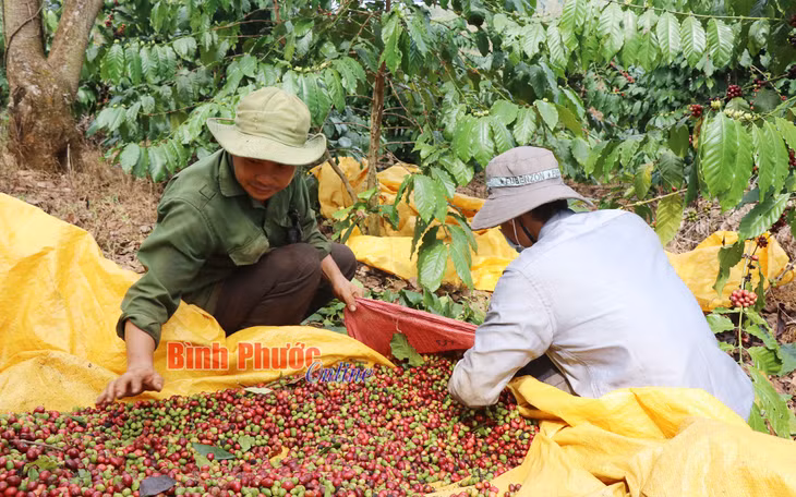 Anh Hoàng Văn Hùng (trái), thôn 11, xã Thống Nhất, huyện Bù Đăng cùng nhân công thu hoạch cà phê