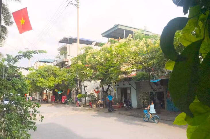 Tán dâu da trên phố Lê Lợi, phường Cẩm Tây, TP Cẩm Phả xòe bóng mát. Ảnh: Thanh Yên (CTV)