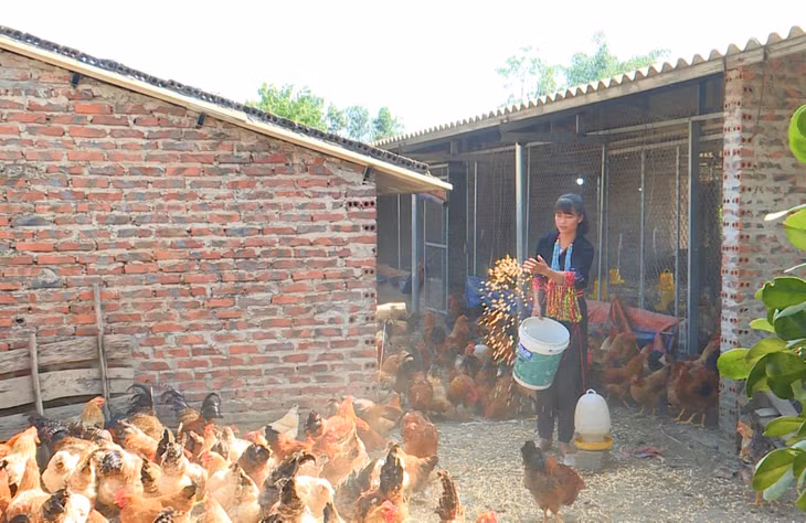 Mô hình chăn nuôi gà của gia đình chị Sằn Ngọc Lan (thôn Tân Hòa, xã Quảng Tân, huyện Đầm Hà).