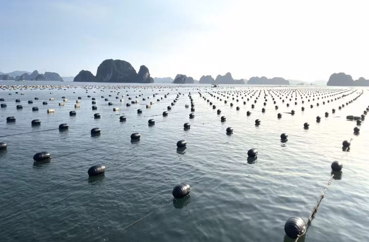 Một số hộ dân nuôi hàu tại huyện Vân Đồn đã chuyển đổi 100% phao xốp sang phao nhựa HDPE.