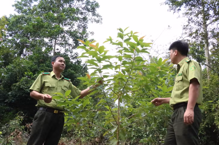 Lực lượng kiểm lâm giám sát việc triển khai Dự án trồng rừng hỗn loài cây bản địa tại rừng phòng hộ hồ Yên Lập. Ảnh: Phạm Tăng