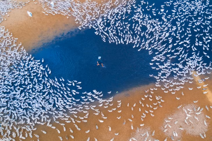 Bức ảnh Raising Ducks chụp tại quê nhà Phú Yên của anh Nhân đạt giải 3 cuộc thi Nhiếp Ảnh Trên Không Skypixel 2017 ở hạng mục phong cảnh.