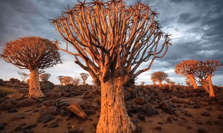 Rừng cây quiver: nổi tiếng ở miền Nam Namibia. Người San, những người bản địa lâu đời nhất ở Nam Phi, đã dùng cây quiver để làm vũ khí như mũi tên, cây lao. (Nguồn: Shutterstock/Smelov)
