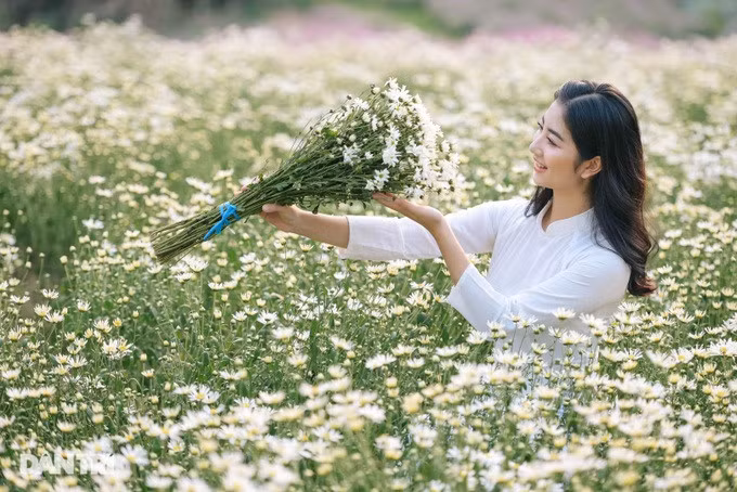 Mùa hoa này thường rất ngắn ngủi. Mỗi mùa họa mi chỉ kéo dài từ 2-3 tuần.