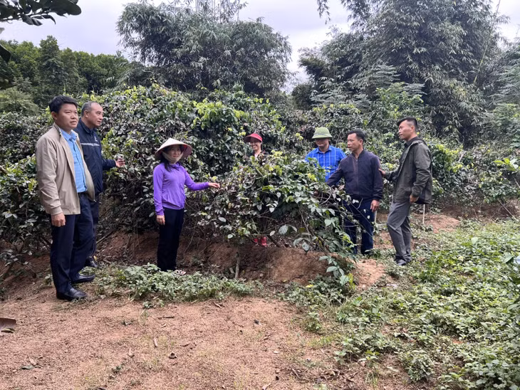 Mô hình trồng cây Sâm Nam (sản phẩm đăng ký tham gia Chương trình OCOP năm 2024) của xã Kỳ Thượng.