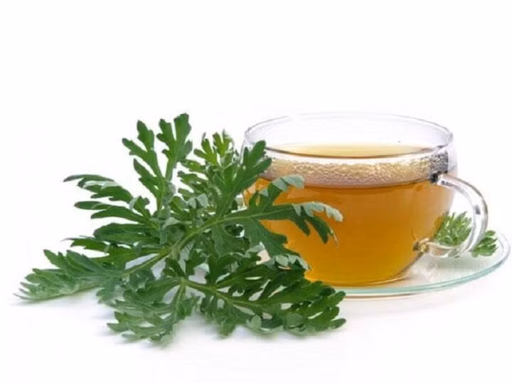 Uống nước ngải cứu có tác dụng gì?