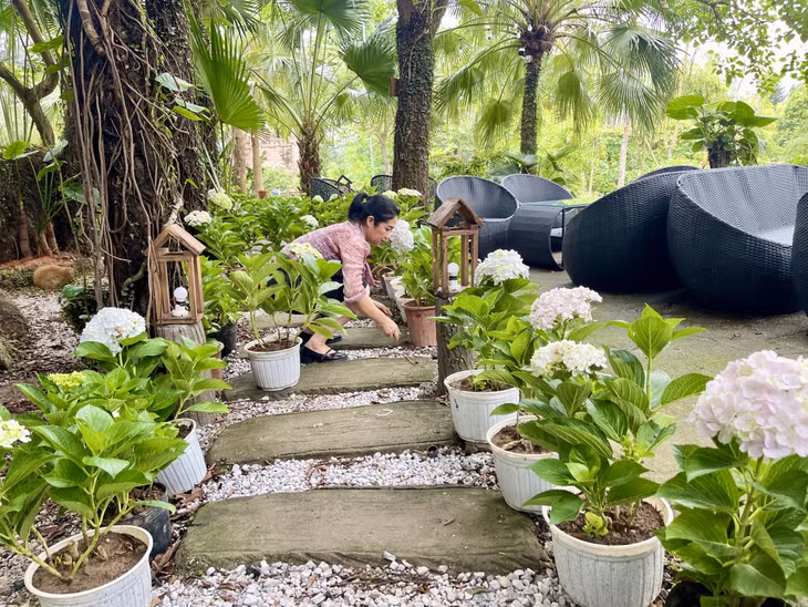 Khu vực quán cà phê, thư viện sách thường xuyên được thay đổi cảnh quan cây xanh, hoa trang trí.