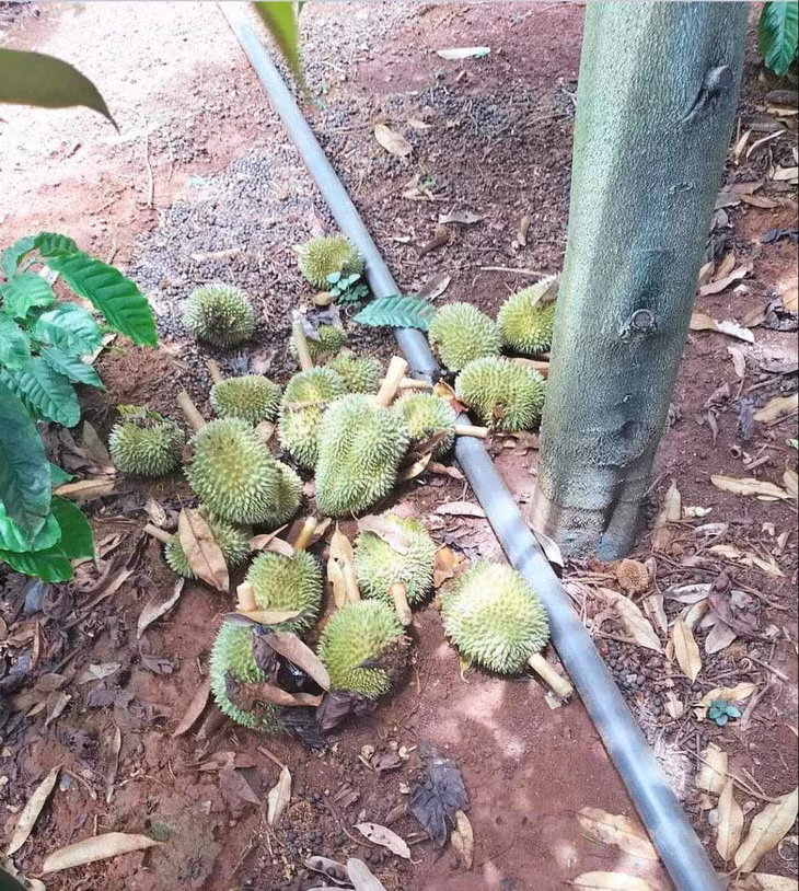 Sầu riêng non bị cắt, chất đống dưới các gốc cây - Ảnh: V.T.
