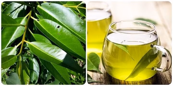 Trà vối tốt cho sức khoẻ.