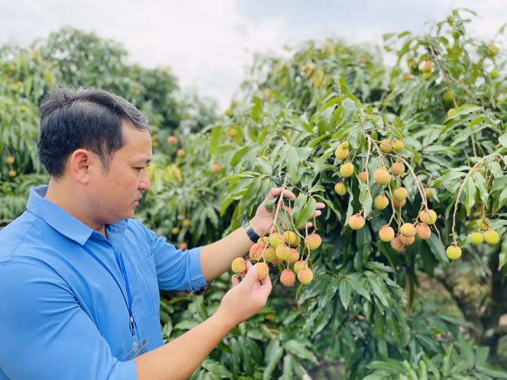 Hằng tháng, lãnh đạo Hội Nông dân TP Uông Bí đi kiểm tra chất lượng các vườn vải.