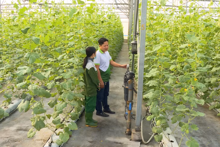 Mô hình sản xuất rau trong nhà màng tại Khu nông nghiệp ứng dụng công nghệ cao VinEco (xã Hồng Thái Tây, TX Đông Triều).