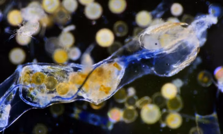 Loài plankton với pháp danh khoa học Sagitta setosa ăn một dải nhựa dài 3mm - Ảnh: Giáo sư Richard Kirby.