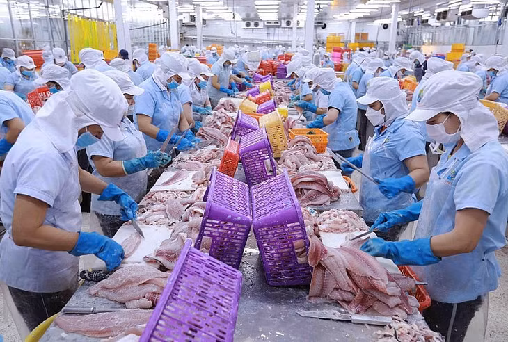 Phân loại sản phẩm cá tra phi lê tại nhà máy của Công ty Navico
