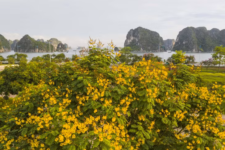 Hoa Lim Xẹt cùng nhiều loài hoa khác tô điểm thêm cho khu vực Công viên hoa Hạ Long khi hè về.