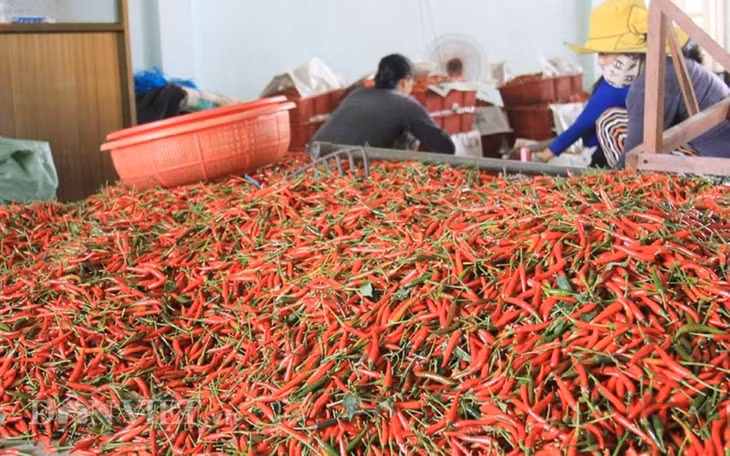 Xuất khẩu ớt của Việt Nam trong tháng 4 đạt 1.935 tấn với trị giá thu về hơn 4,7 triệu USD