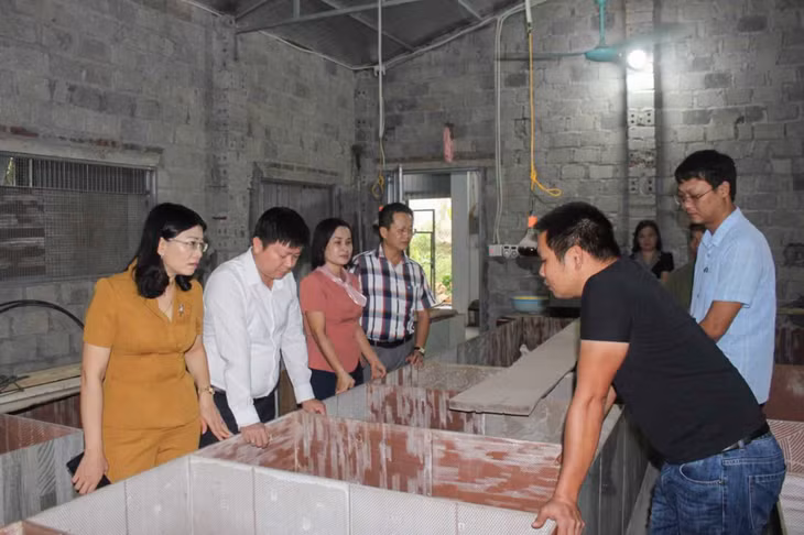 Lãnh đạo huyện thăm, kiểm tra mô hình nuôi dúi hộ gia đình tại xã Đầm Hà, tháng 5/2024. Ảnh: Quốc Nghị (CTV)