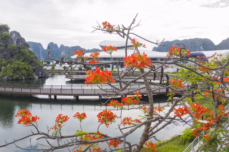 Hè tới, sắc phượng vĩ đỏ rực càng làm nổi bật vẻ đẹp của các công trình kiến trúc như: Cung Cá heo, hồ Hải Thịnh...
