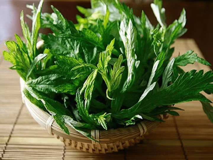 Nước ngải cứu có nhiều tác dụng tốt cho sức khoẻ.