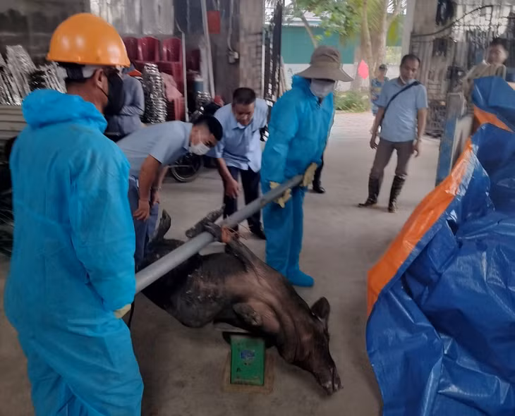 TX Quảng Yên đã chỉ đạo các cơ quan chuyên môn phối hợp tiêu hủy số lợn mắc bệnh theo quy định.