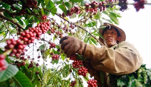 Tháng 4, khối lượng cà phê xuất khẩu chỉ đạt 152.073 tấn, giảm 19,5% so với cùng kỳ năm ngoái