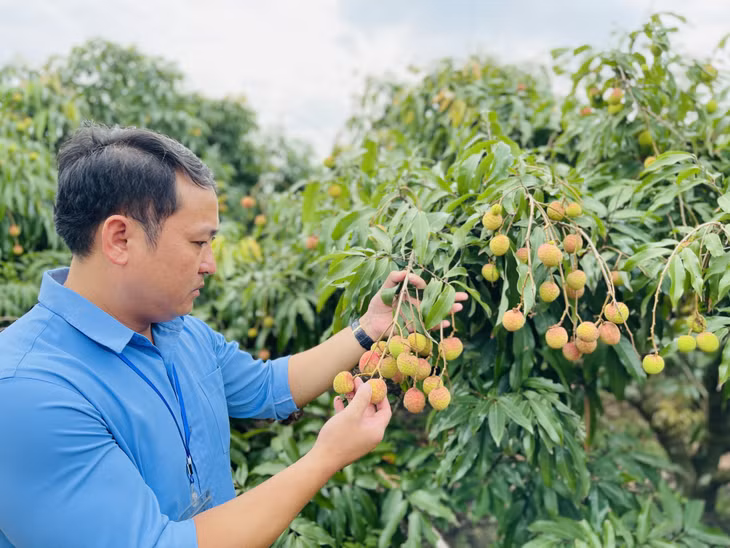 Lãnh đạo Hội Nông dân TP Uông Bí đi kiểm tra chất lượng vườn vải tại địa phương. Ảnh: Hoàng Nga