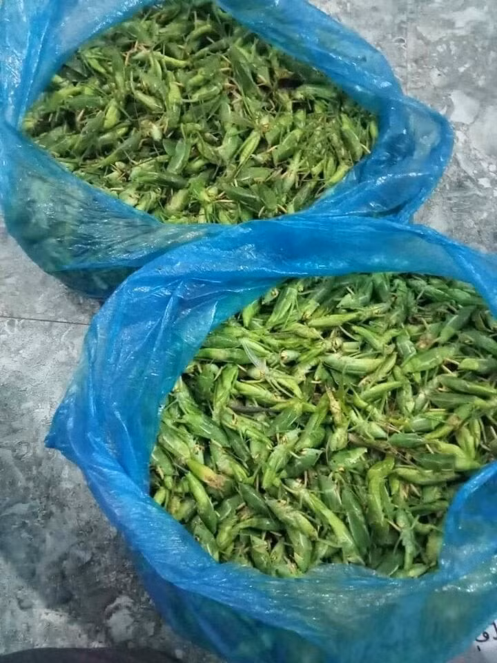 Muồm muỗm đã được vặt cánh, gom thành từng túi. (Ảnh: Phương Quý)