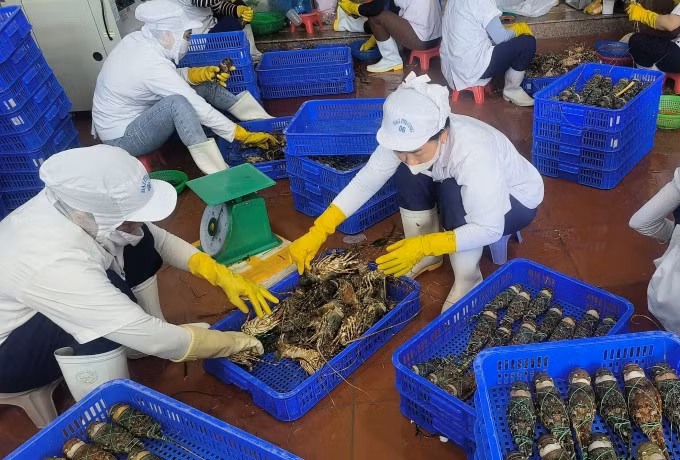 Tôm hùm được doanh nghiệp thu mua "giải cứu" giúp nông dân. Ảnh: Anh Thư