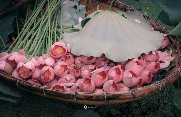 Sen Hồ Tây có màu hồng phớt, khi nở sẽ thấy bên trong có nhiều tầng cánh hoa xếp vào nhau… Ảnh: Vương Lộc