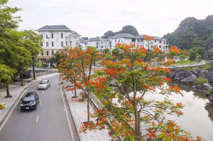 TP Hạ Long: Rực trời sắc hoa ảnh 1 TP Hạ Long: Rực trời sắc hoa ảnh 1