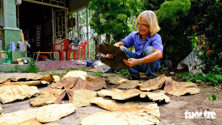 Tận dụng khoảng sân trước nhà, người nghệ nhân đem phơi lá sen rồi tỉ mỉ xem độ lên màu, độ dẻo dùng làm tranh lá sen - Ảnh: ĐẶNG TUYẾT