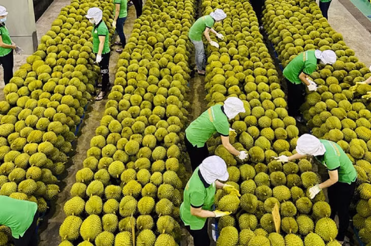 Gạo và rau quả: Hai mặt hàng chủ lực của xuất khẩu nông sản