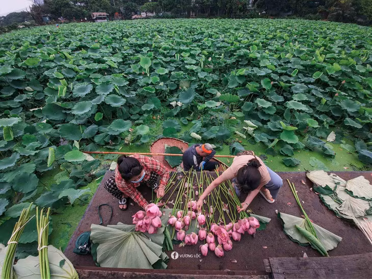 Sen Hồ Tây thường được thu hoạch vào buổi sáng sớm, từ 5:00 và kết thúc vào lúc 7:00 sáng. Ảnh: Vương Lộc