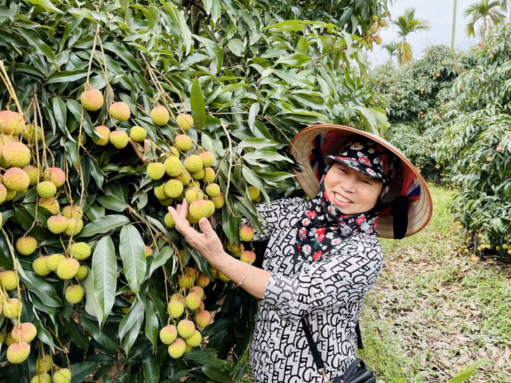 Nông dân trồng vải phấn khởi khi có mùa vải chín sớm được giá.