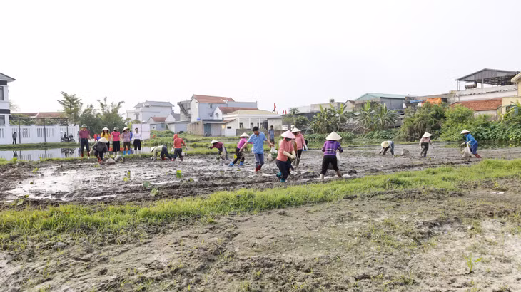 Mô hình được triển khai trên diện tích 1ha, với tổng kinh phí đầu tư trên 300 triệu đồng theo Quyết định số 1027/QĐ-UBND của UBND phường.