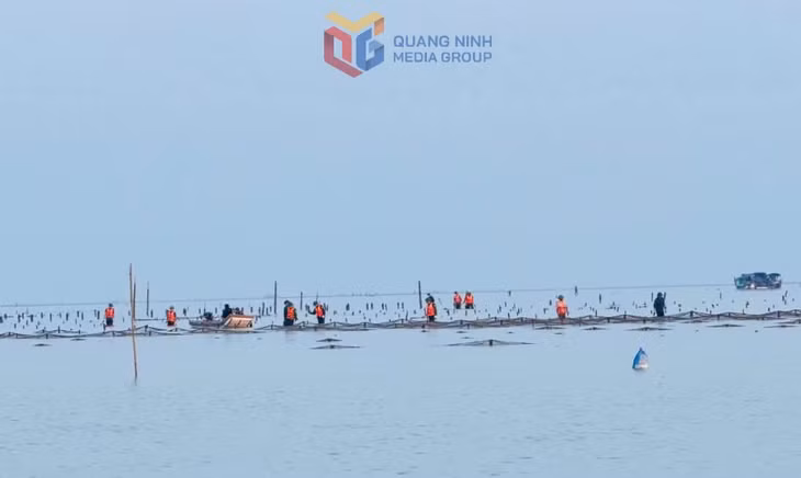 Hiện nay, trên địa bàn xã Vĩnh Thực còn 127 trường hợp lấn chiếm bãi triều NTTS trái phép chưa xử lý dứt điểm.