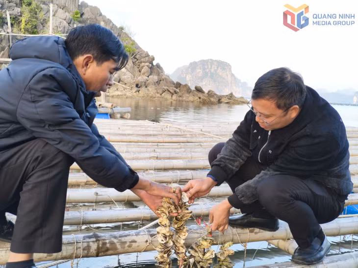 Kiểm tra con giống hàu tại khu nuôi của Hợp tác xã Phát triển hàu sữa Quảng Ninh (đặc khu Vân Đồn).