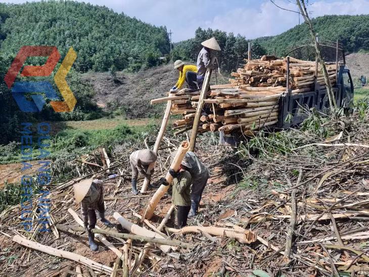 Người dân Ba Chẽ khai thác gỗ rừng trồng.